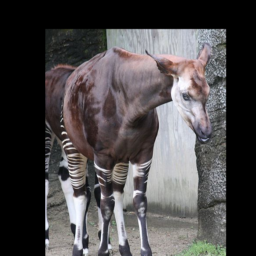 okapi.png